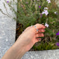 Must have! WAVE RING